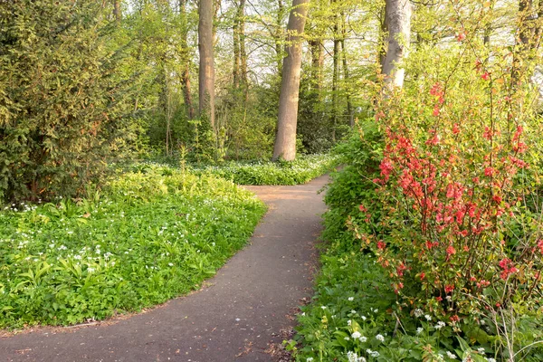 Ramsons floridos ou plantas de alho selvagem . — Fotografia de Stock