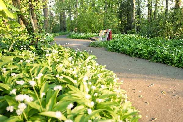 Floración Ramsons o plantas de ajo silvestre . — Foto de Stock