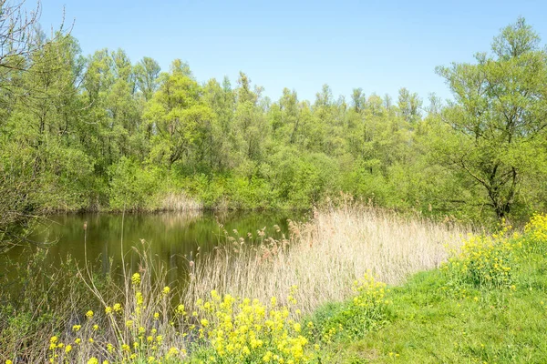 Paisaje con un lago en primavera con álamos y flores de Colza . — Foto de Stock