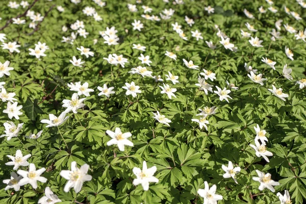 Flor plantas anémonas silvestres . —  Fotos de Stock