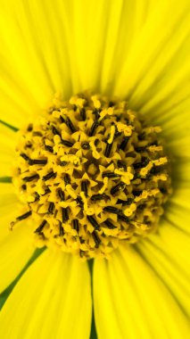 Ortak Ragwort Senecio jacobaea - güzel sarı çiçek closeup makro