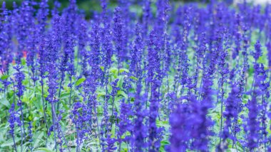 Lavanta alanı, lavdender menekşe kök yakın.