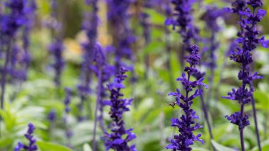 Lavanta alanı, lavdender menekşe kök yakın.