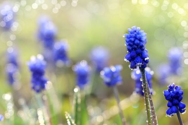 Bahçede soyut doğal arka plan, yumuşak odaklı, bokeh ve yağmur. Ekran için afiş, güzel bir tebrik kartı ya da davetiye, yeni bir hayatın canlanması..