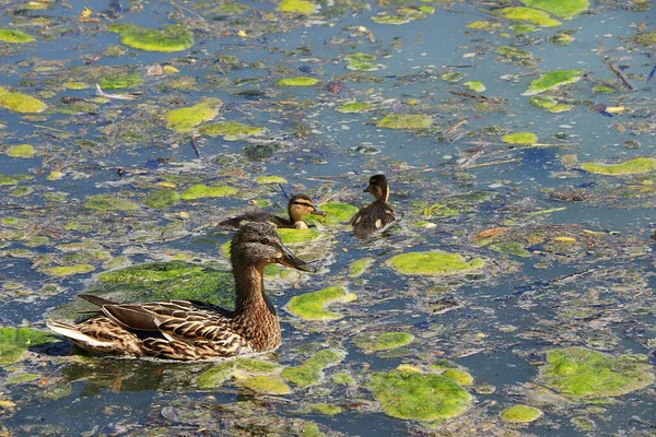 Mom Duck Ducklings Lake Breeding Offspring Wild Care Mallards Cubs — Stock Photo, Image