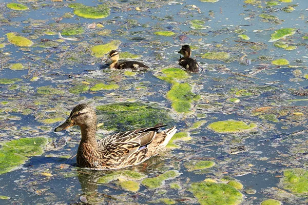 Mom Duck Ducklings Lake Breeding Offspring Wild Care Mallards Cubs — Stock Photo, Image