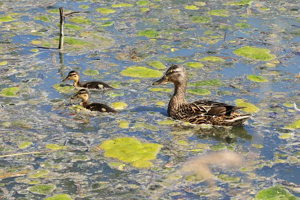Mom Duck Ducklings Lake Breeding Offspring Wild Care Mallards Cubs — Stock Photo, Image