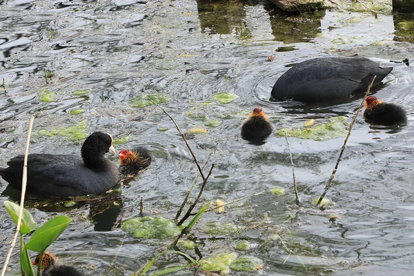 Mom Coot Duck Feeds Her Ducklings Lake Raising Offspring Wild — Stock Photo, Image
