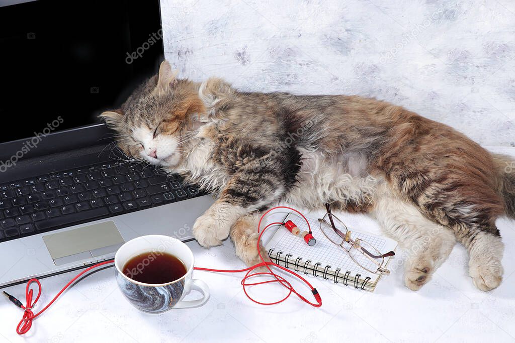 Home office, sleeping cat on the computer, concept of staying at home, comfortable atmosphere for working at home