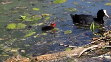 Anne ördek yavrusunu gölde besliyor, vahşi doğada yavrularını büyütüyor, yavrularına bakıyor.,