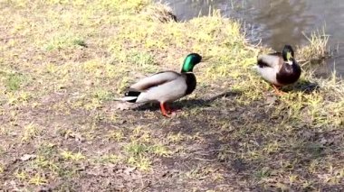 Yaban ördekleri dişi ördekler için yarışıyor, vak vak savaş için hazırlanıyor, vahşi doğada hayatta kalma ve görgü kuralları, en güçlü Drake kazanıyor..