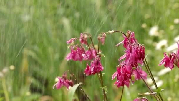 Βροχή Στον Καλοκαιρινό Κήπο Ροζ Λουλούδια Aquilegia Σταγόνες Και Bokeh — Αρχείο Βίντεο