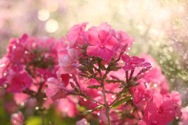 Bahçede yaz yağmuru ve arka planda damlalar olan çiçekler, bulanık odak. Güzel bir yaz bahçesi, sabahın erken saatlerinde doğal bokeh ve yağmur arka planı, doğal çiçekli arka plan.
