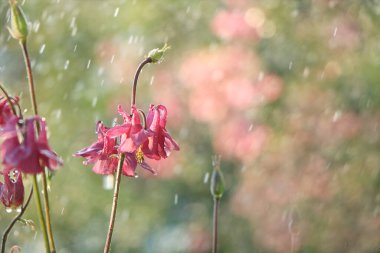 Bahçede yaz yağmuru ve arka planda damlalar olan çiçekler, bulanık odak. Yazın erken saatlerinde güzel bir bahçe. Bokeh ve yağmurun doğal bir arka planı var.