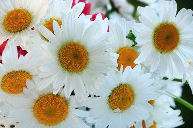 Bir yaz sabahı bahçede papatya çayı. Parktaki güneşli çiçekler. Sabahın erken saatlerinde doğal bir bokeh arka planı olan güzel bir yaz bahçesi..