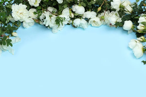 Abstrakt Blomsterkomposition Rosor Blå Bakgrund Plats För Text Fjäder Banner — Stockfoto