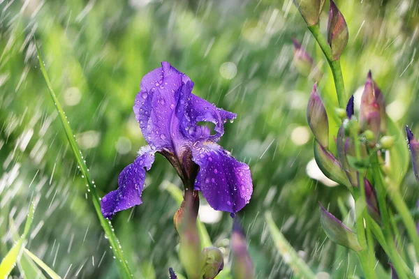Chuva Verão Jardim Flores Com Gotas Fundo Bokeh Foco Turvo — Fotografia de Stock