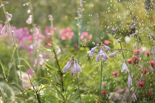 Summer rain in the garden and flowers with drops on a bokeh background, blurred focus. Beautiful summer garden in the early morning with natural bokeh and rain background, natural floral background
