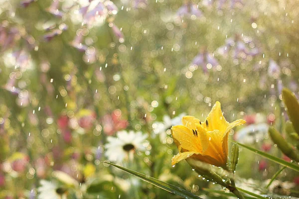 Bahçede Yaz Yağmuru Arka Planda Damlalar Olan Çiçekler Bulanık Odak — Stok fotoğraf