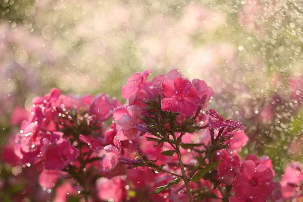 夏の雨は庭で 花はボケの背景に落ち 焦点がぼやけています 自然のボケと雨の背景 自然な花の背景と早朝の美しい夏の庭 — ストック写真