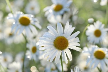 Bahçede yaz yağmuru ve arka planda damlalar olan papatyalar, bulanık odak. Güzel bir yaz bahçesi, sabahın erken saatlerinde doğal bokeh ve yağmur arka planıyla