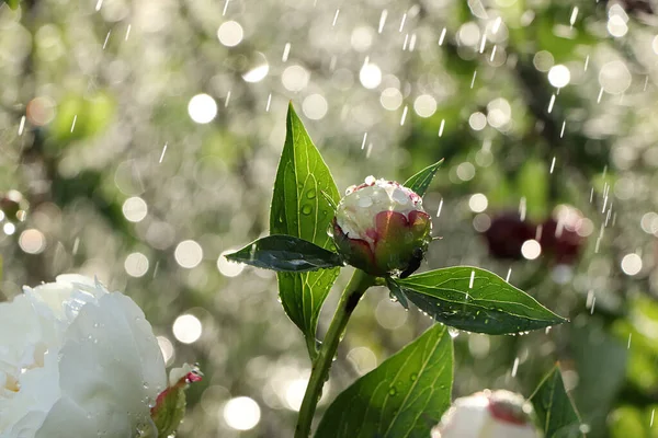 夏の雨は庭で 牡丹はボケの背景に落ち 焦点がぼやけています 自然のボケと雨の背景を持つ早朝の花と美しい夏の庭 — ストック写真