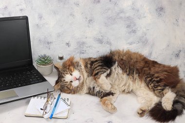 Ev ofisi, bilgisayardaki uyuyan kedi, ev konsepti, evde çalışmak için rahat bir ortam.