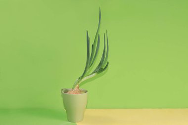 Yeşil arka planda bir kupada soğan. Bağışıklık, sağlıklı yaşam tarzı ve kilo kaybı ve vitaminleri arttırmak için en az sağlıklı ve doğal gıda konsepti. Ekran için başlık