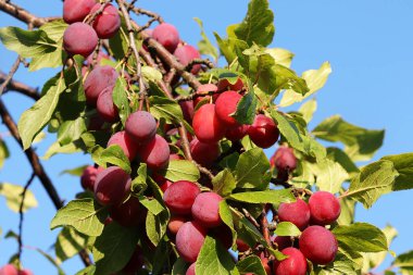 Ağaçların dallarında, sonbahar güneşli bahçesinde erik. Köydeki kır evinde hasat, doğanın güzelliği ve hediyeleri, doğal diyet yemekleri, seçici odaklanma.