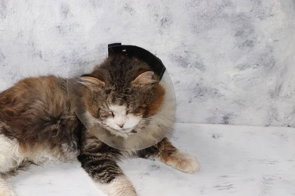 Γριά Άρρωστη Γάτα Ιατρικό Κολάρο Γκρι Τραπέζι Ιδέα Της Διάσωσης — Φωτογραφία Αρχείου