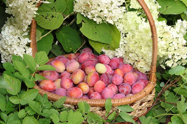 Cesta Con Ciruelas Jardín Otoño Sobre Fondo Árboles Flores Cosecha — Foto de Stock