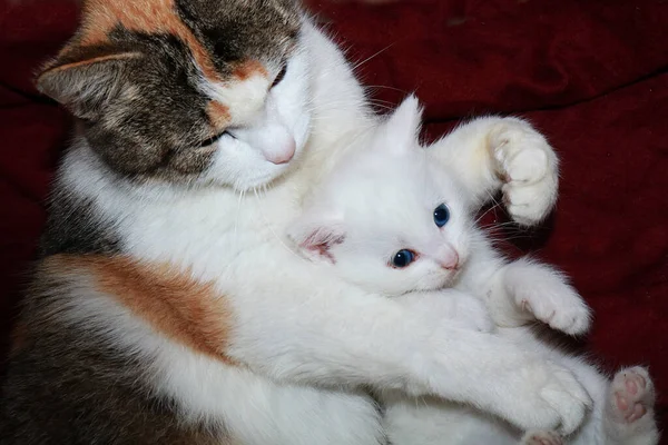 Mama Kot Przytula Trochę Kotek Opieki Miłości Przyrodzie Atmosfera Ciepła — Zdjęcie stockowe