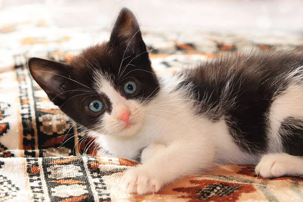 Malé Vystrašené Kotě Kotě Zachráněné Útulku Přináší Vašeho Domu Teplo — Stock fotografie