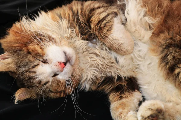 Κοντινό Πλάνο Μιας Κοιμώμενης Γάτας Μια Γάτα Έχει Βρει Σπίτι — Φωτογραφία Αρχείου