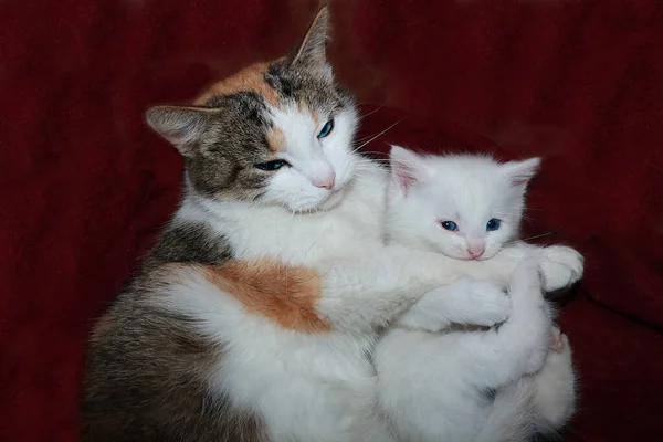 Mom cat hugs a little kitten, care and love in nature. The atmosphere of warmth and comfort in the house, the rescue of homeless animals