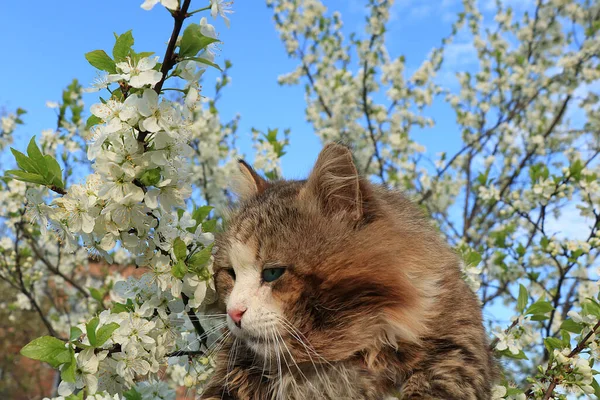 A cat against a background of flowering trees. A village cat basks in the sun next to beautiful plum flowers in spring, a good life in a Russian village