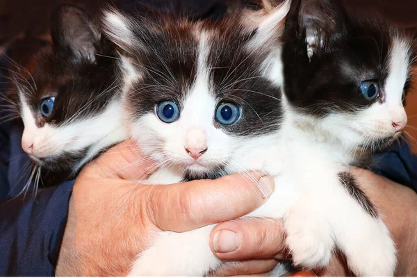 Gatinhos Assustados Mãos Velhas Salvar Animais Sem Teto Conforto Sua — Fotografia de Stock