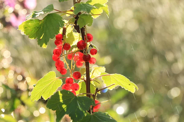 Summer Rain Garden Red Currants Drops Bokeh Background Blurred Focus — Stock Photo, Image