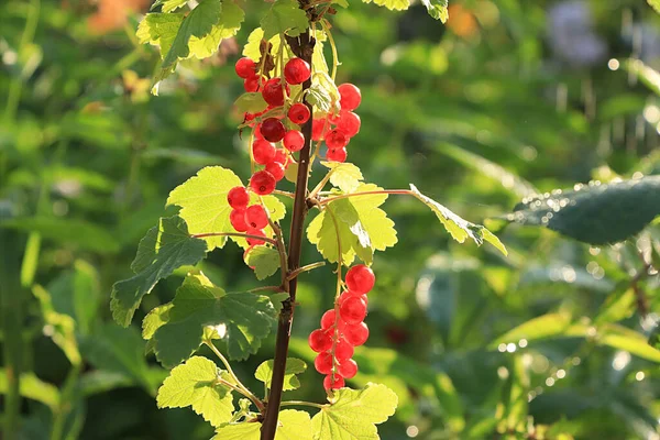 Summer Rain Garden Red Currants Drops Bokeh Background Blurred Focus — Stock Photo, Image