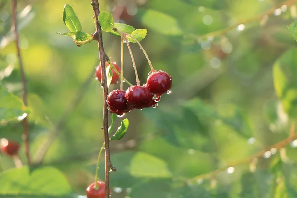 Cherry Garden Rain Drops Cherry Berries Sun Blurred Natural Bokeh — Stock Photo, Image