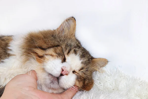 Κοντινό Πλάνο Κοιμάται Γάτα Ένα Ανθρώπινο Χέρι Ένα Άνετο Αυλή — Φωτογραφία Αρχείου