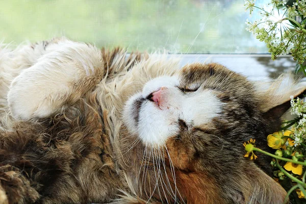 Schlafende Glückliche Katze Nahaufnahme Mit Blumen Auf Einem Sonnigen Fenster — Stockfoto