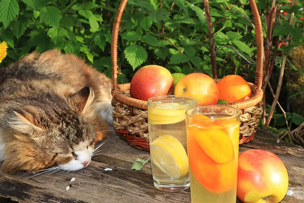 Sleeping cat on a wooden table in the summer garden. A village cat is resting on a table with a basket of apples and flowers