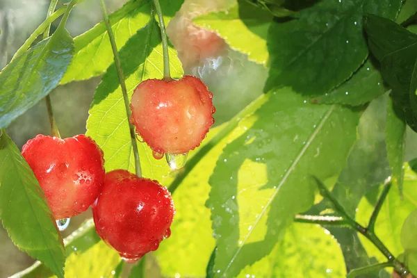 Cherry Garden Rain Selective Focus Drops Cherry Berries Sun Blurred — Stock Photo, Image