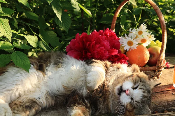 Szczęśliwy Śpiący Wiejski Kot Stokrotka Latem Drewniany Stół Przytulne Życie — Zdjęcie stockowe