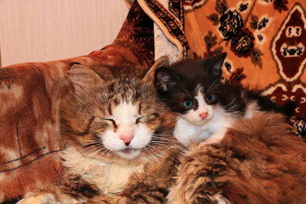 Mãe Gato Abraços Pouco Gatinho Cuidado Amor Natureza Atmosfera Calor — Fotografia de Stock