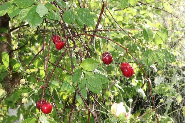 Cherry Garden Rain Drops Cherry Berries Sun Blurred Natural Bokeh — Stock Photo, Image