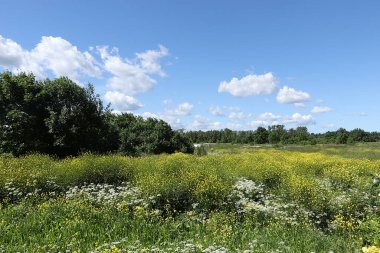 Güneşli bir yaz gününde Rus tarlası. Yabani otların ve yaban güllerinin çiçeklenmesi, Rus kırsalındaki lupinler.