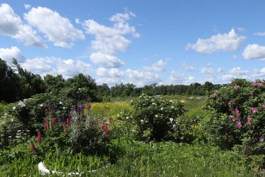Güneşli bir yaz gününde Rus tarlası. Yabani otların ve yaban güllerinin çiçeklenmesi, Rus kırsalındaki lupinler.
