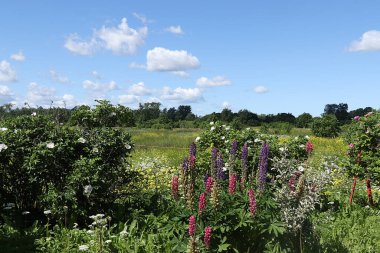 Güneşli bir yaz gününde Rus tarlası. Yabani otların ve yaban güllerinin çiçeklenmesi, Rus kırsalındaki lupinler.